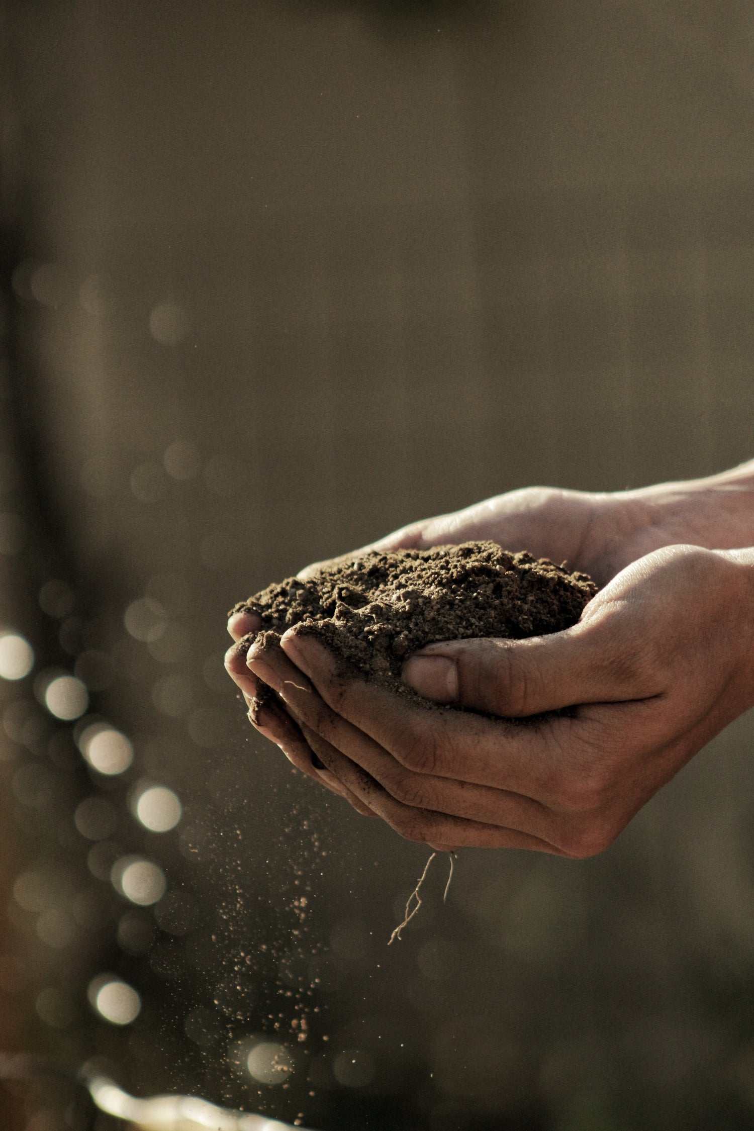 Hand holding soil.